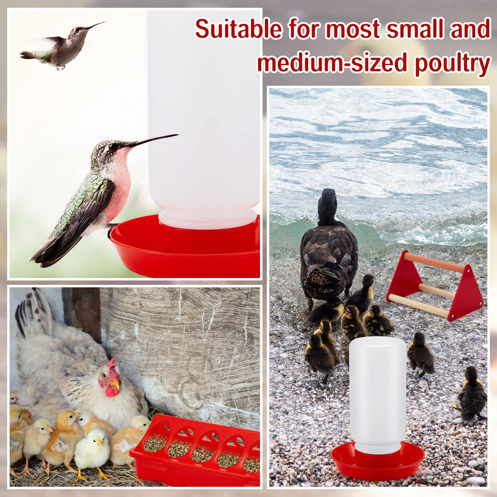 Patelai chicks using feeder and waterer demonstrating easy care