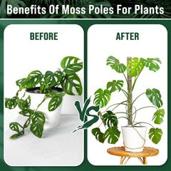 Patelai green tape rolls and ties for gentle plant securing benefit