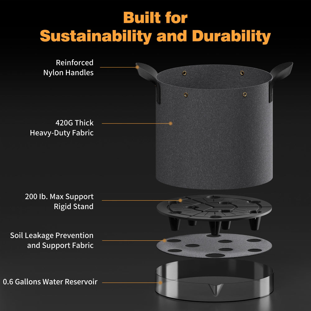 Patigrow metal training ring securing a branch to improve canopy shape