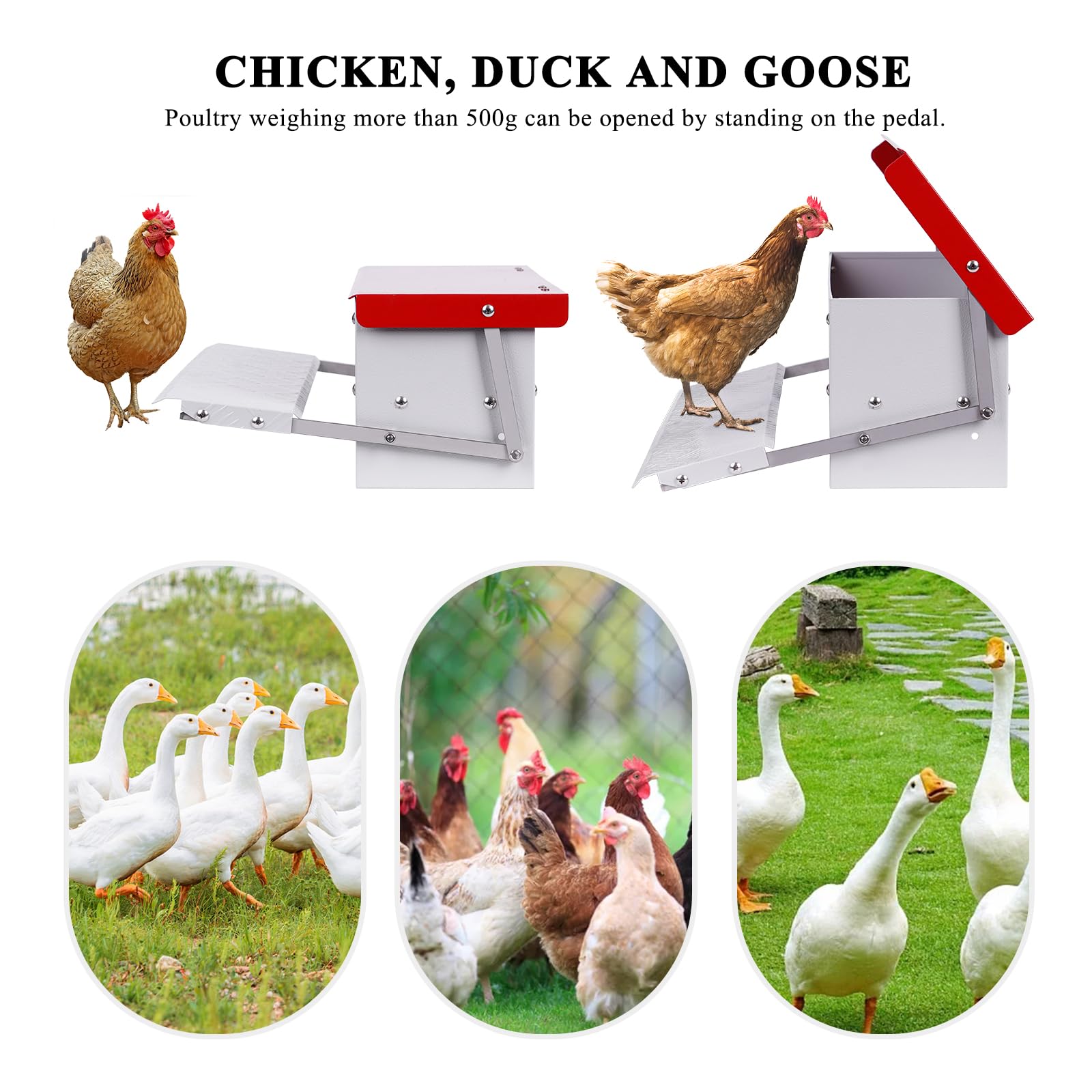 PAULOZYN feeder in coop with chickens feeding, reduces waste