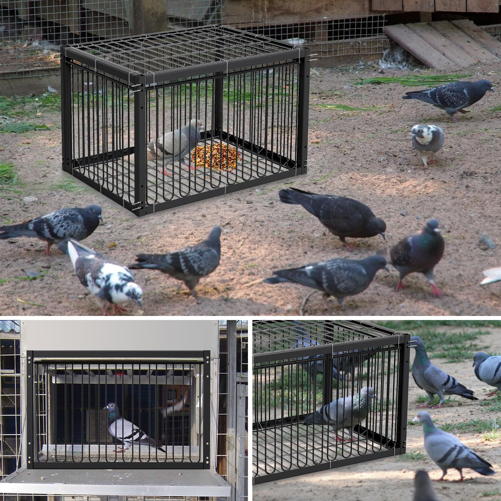 PAUQRWIE placed in pigeon loft showing real-world use and coop compatibility