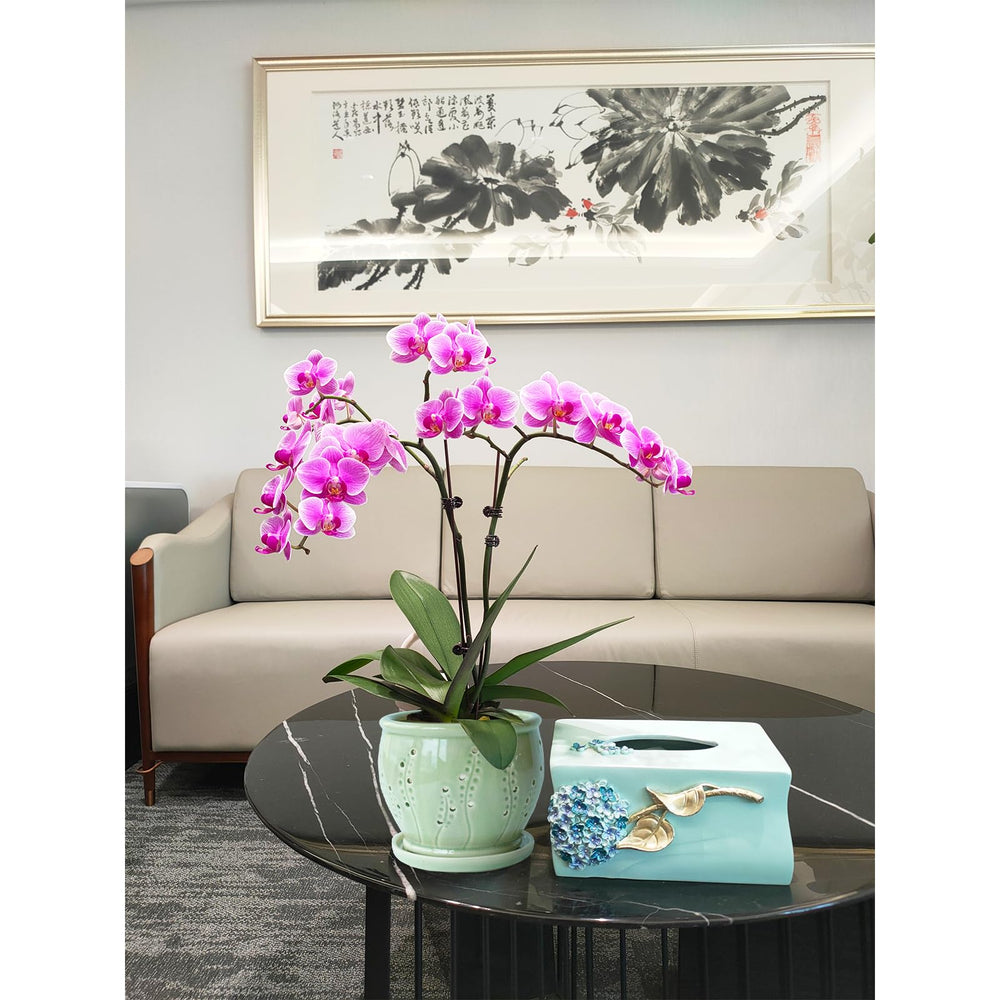 pavtner orchid planted in pot demonstrating repotting and healthy layout