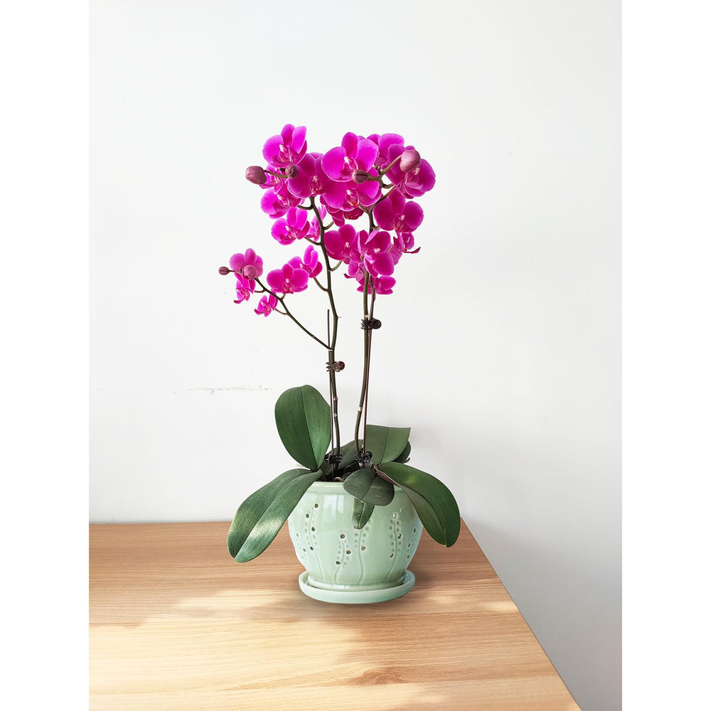 pavtner pot held in hand for scale illustrating the 6.3-inch size