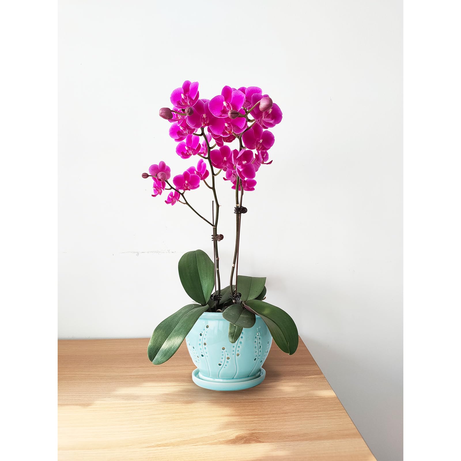 pavtner pot held in hand showing scale and practical size for repotting