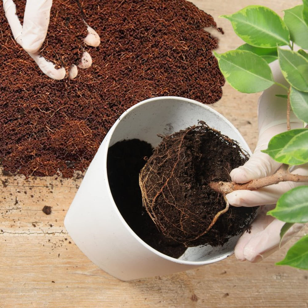 Peach Country used in seed-starting tray promoting even moisture for seedlings
