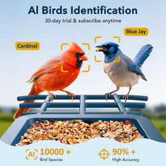 PeckCam suet and honey feeders attached to attract diverse bird species