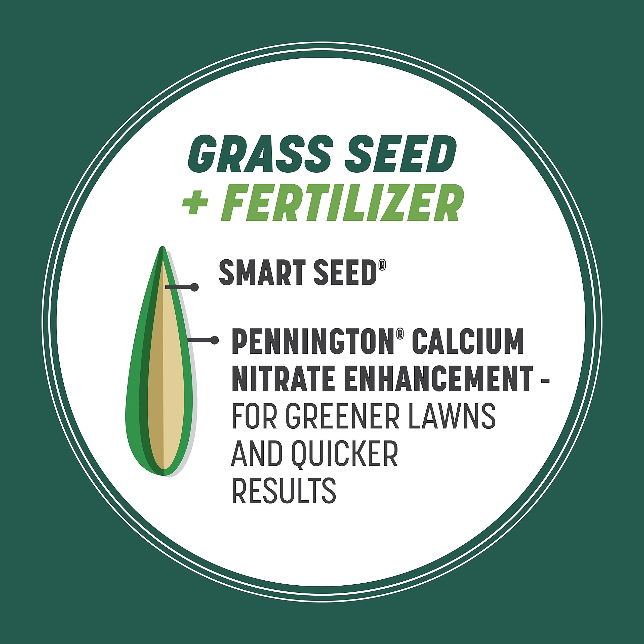 Young grass sprouts from Pennington seed demonstrating fast germination