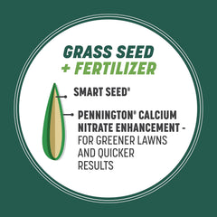 Young grass sprouts from Pennington seed demonstrating fast germination