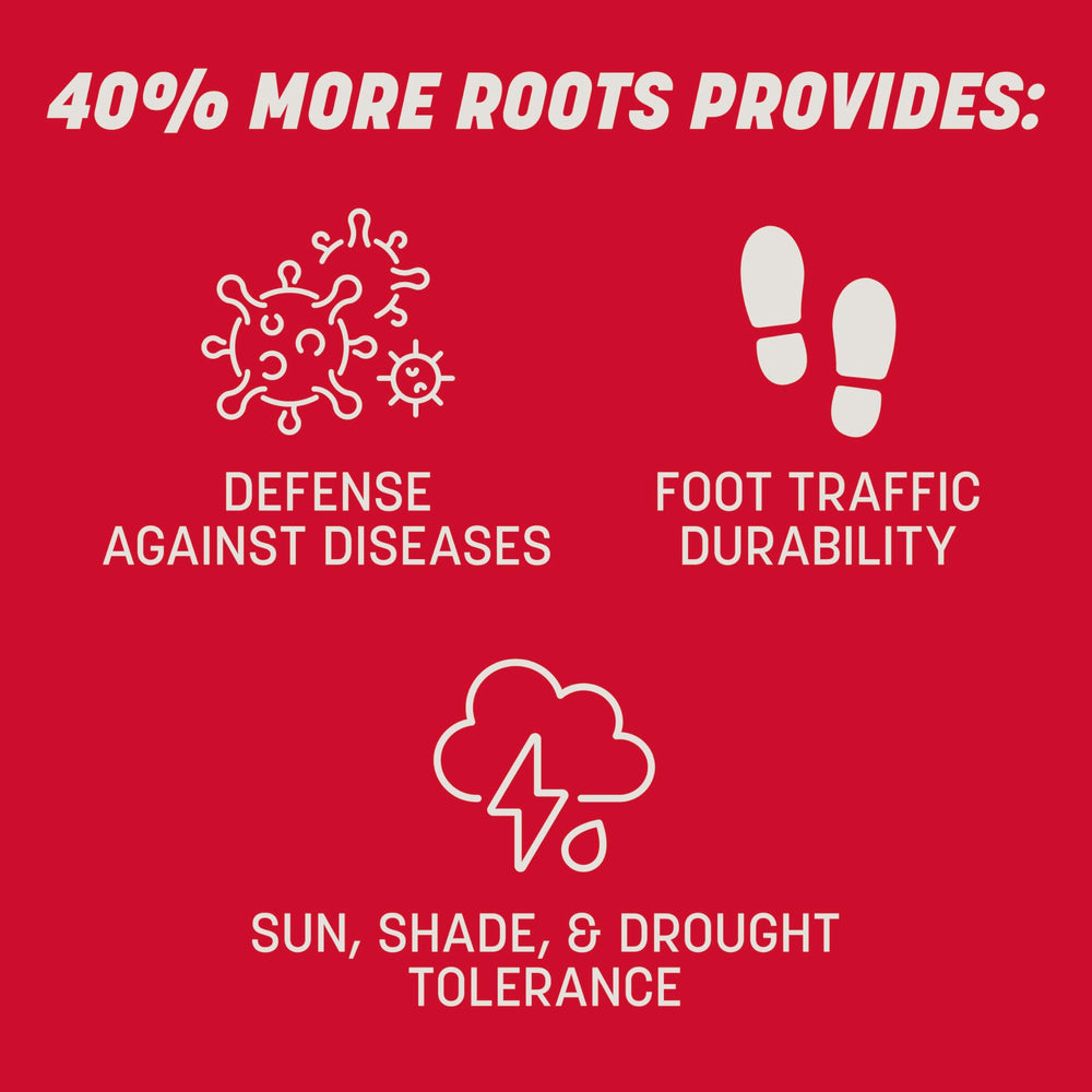 detailed roots from Pennington The Rebels showing deep root system for drought tolerance