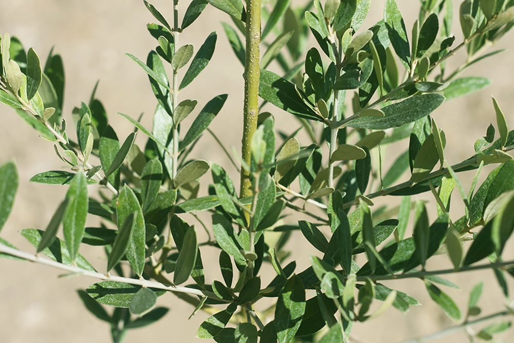 Perfect Plants Arbequina close-up foliage showing dense leaves and pest-resistant benefit