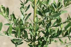 Perfect Plants Arbequina close-up foliage showing dense leaves and pest-resistant benefit