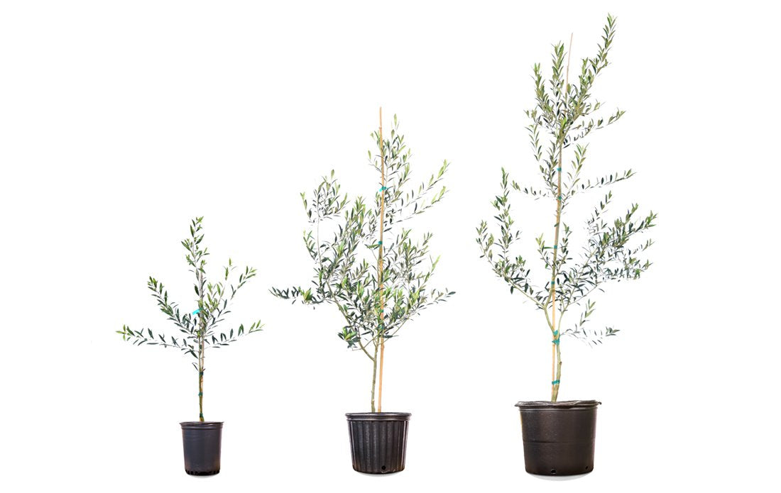 Perfect Plants Arbequina branch with developing olives showing early-fruiting benefit