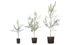 Perfect Plants Arbequina branch with developing olives showing early-fruiting benefit