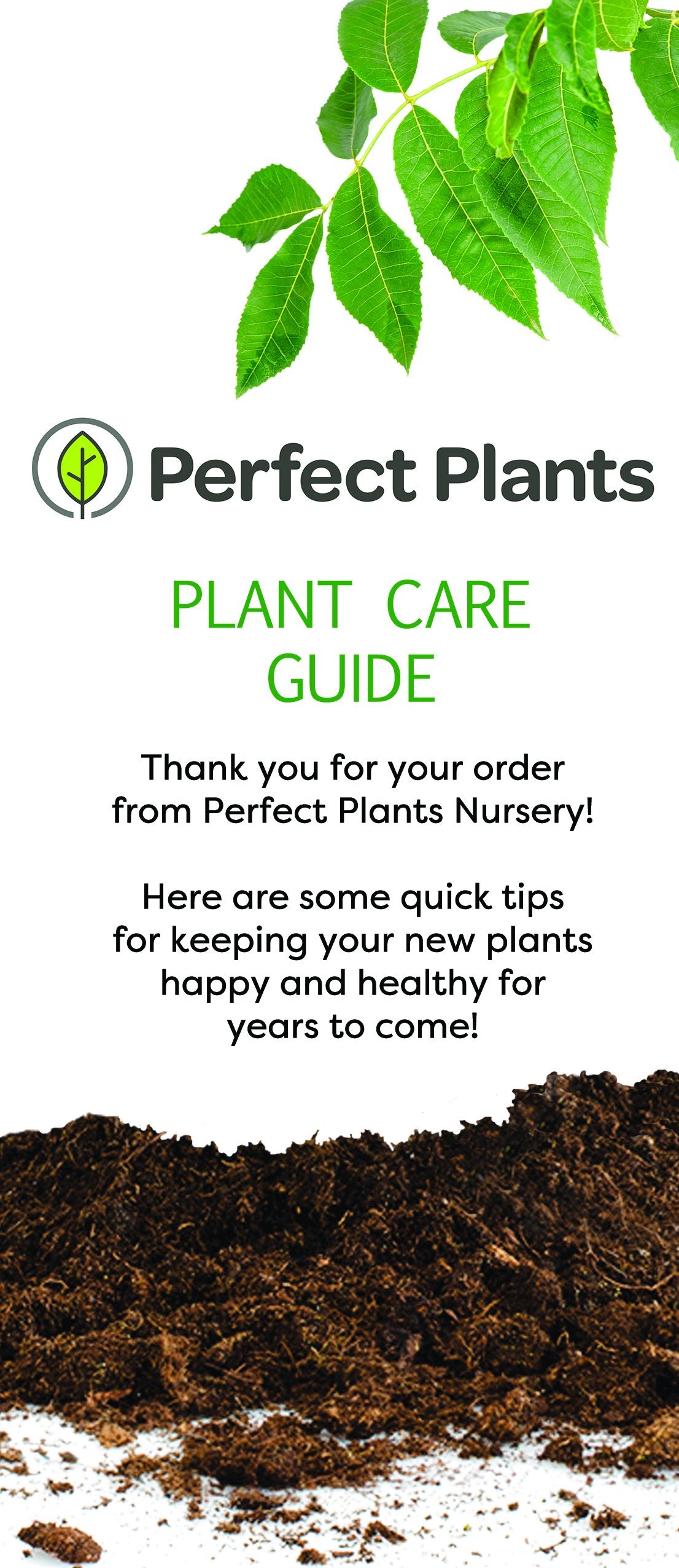 Perfect Plants Arbequina planting kit with fertilizer and guide showing easy-establishment benefit