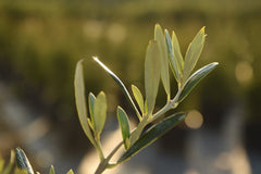 Perfect Plants Arbequina trunk detail showing strong stem and sturdy structure benefit