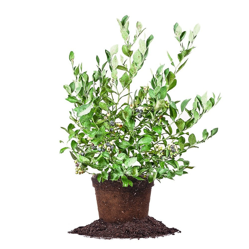 Perfect Plants blueberry front view showing healthy bush and planting benefit
