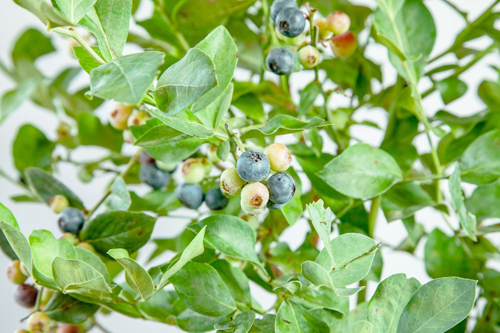 Perfect Plants blueberry planted in sunny landscape for vigorous growth