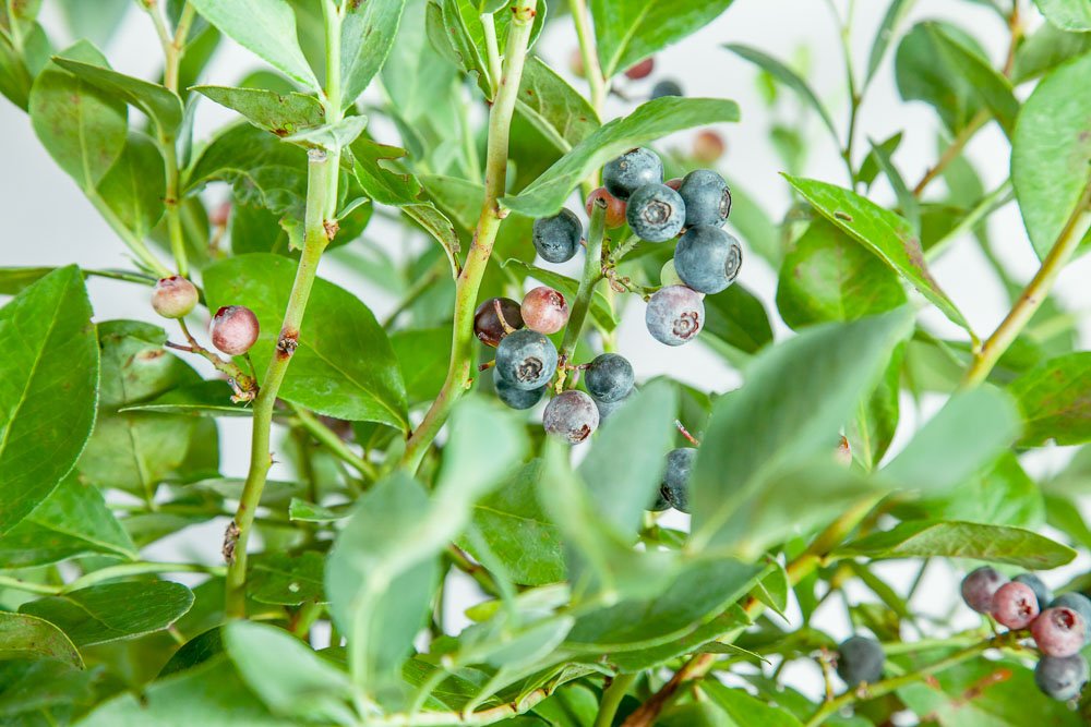 Perfect Plants blueberry next to ruler showing mature size and spacing benefit