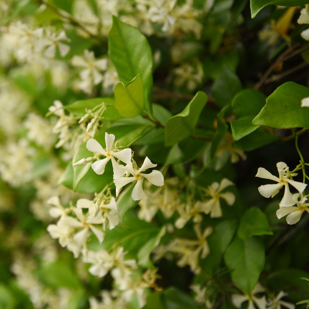 Perfect Plants close-up of star-shaped jasmine flower highlighting fragrance and bloom detail
