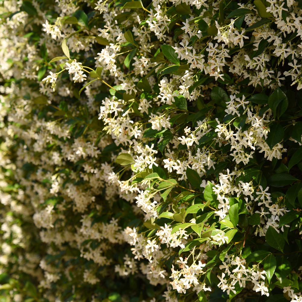 Perfect Plants detailed foliage texture showing lime-green leaves and easy-care benefit