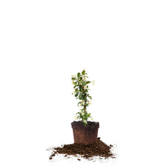 Perfect Plants front view of 1-gallon Confederate Jasmine showing healthy vine and container benefit