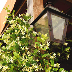 Perfect Plants vine trained on trellis demonstrating coverage and vertical interest benefit