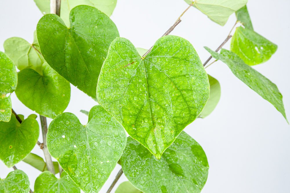 Perfect Plants heart-shaped leaves turning greenish-yellow demonstrating fall color