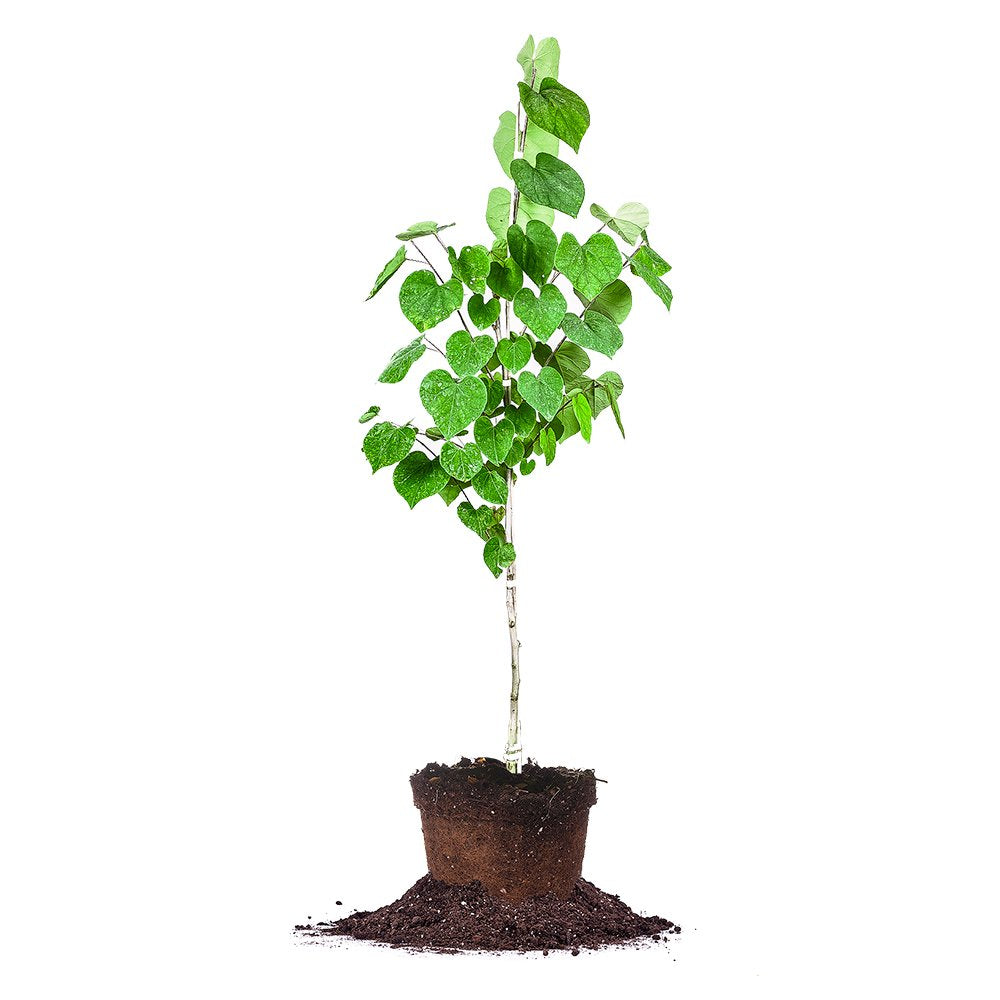 Perfect Plants front view of 4–5 ft Eastern Redbud showing overall shape and health