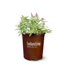 perfect plants front view of Li'l Lavender showing compact shape and blooms