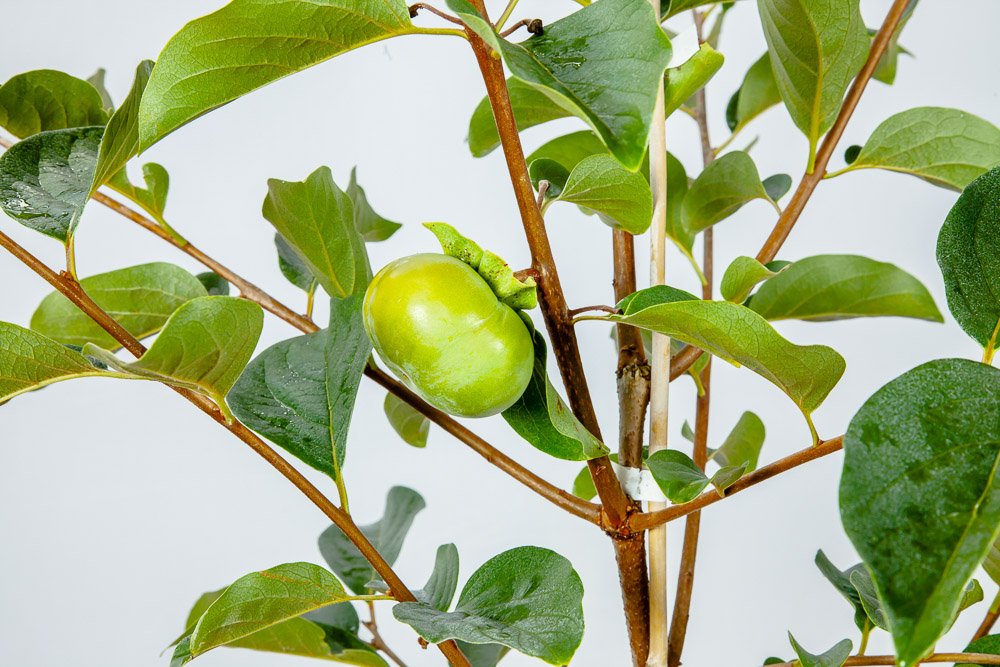 Perfect Plants close-up green leaves of Fuyu persimmon highlighting vigor and foliage