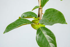 Perfect Plants ripe orange Fuyu fruit close-up showing sweet non-astringent flesh
