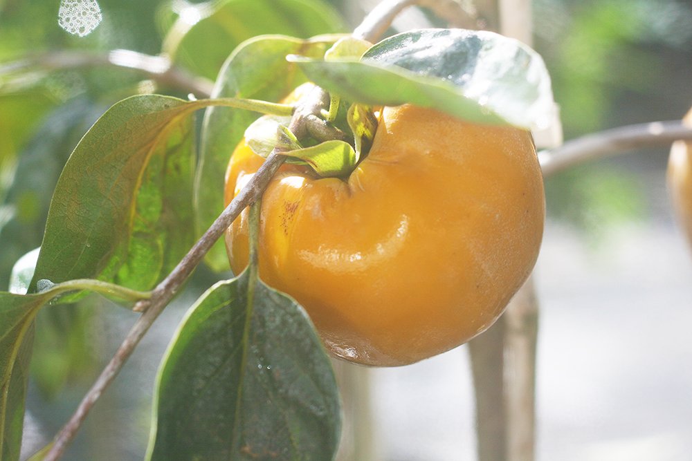 Perfect Plants Fuyu persimmon planted in sunny yard demonstrating landscape fit