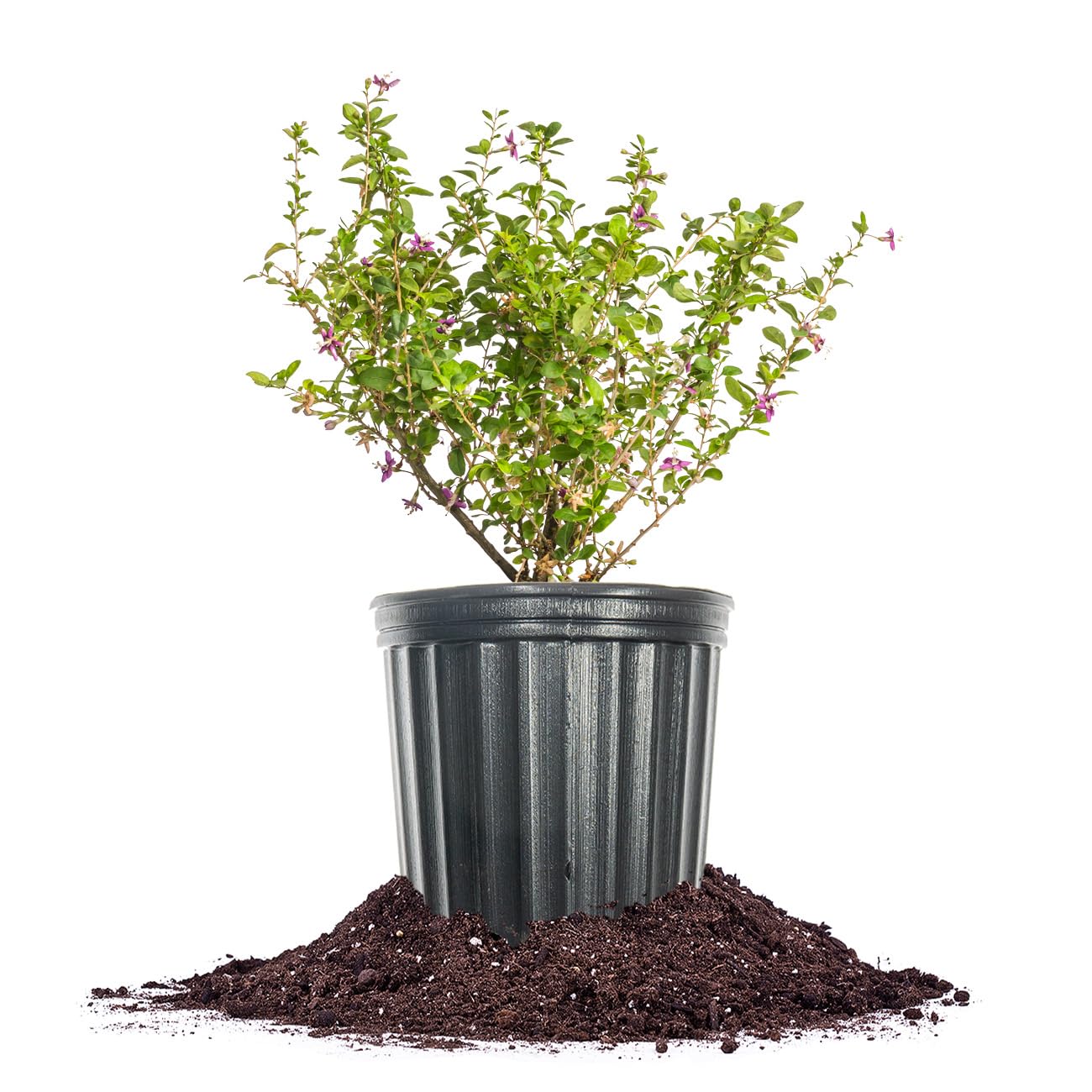 Perfect Plants goji bush front view showing healthy foliage and compact habit