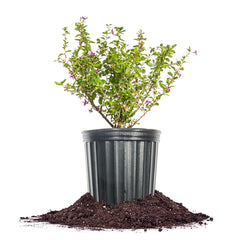 Perfect Plants goji bush front view showing healthy foliage and compact habit