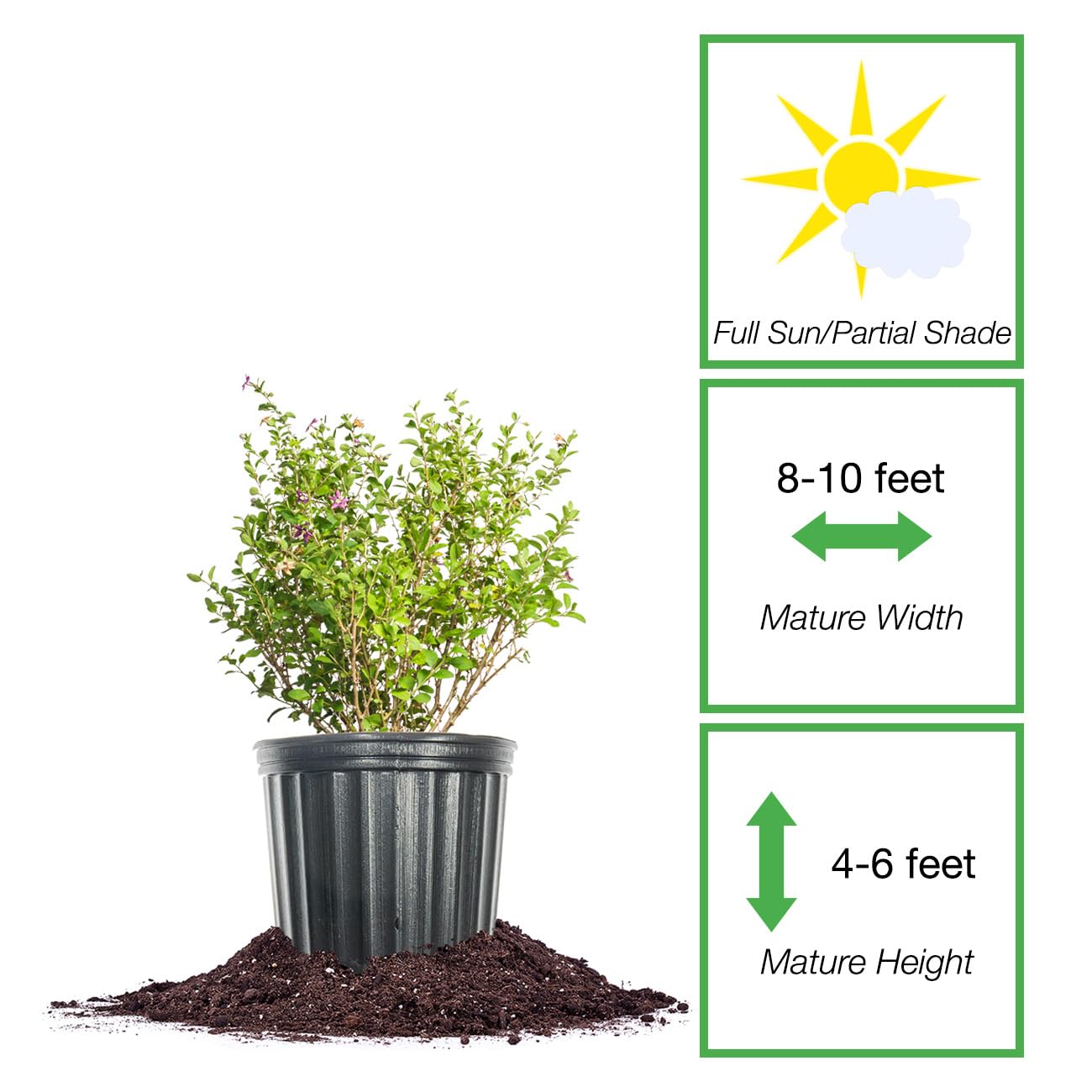 Perfect Plants grower's pot and nursery label showing plant readiness to plant