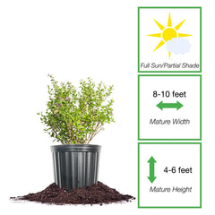 Perfect Plants grower's pot and nursery label showing plant readiness to plant