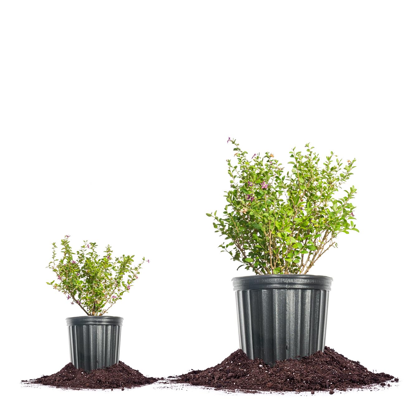 Perfect Plants planted in garden landscape showing ornamental edible use