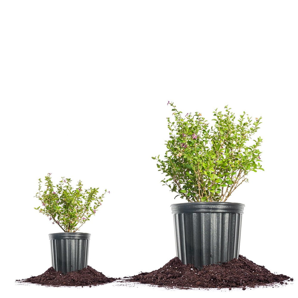 Perfect Plants planted in garden landscape showing ornamental edible use