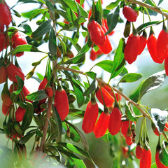 Perfect Plants ripe orange-red berries close-up showing fresh harvestable fruit
