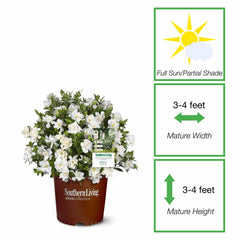 Perfect Plants close-up of Jubilation Gardenia flower highlighting creamy petals and strong fragrance