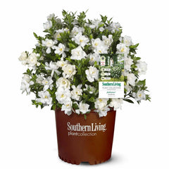 Perfect Plants front view of Jubilation Gardenia showing compact habit and blooms for curb appeal