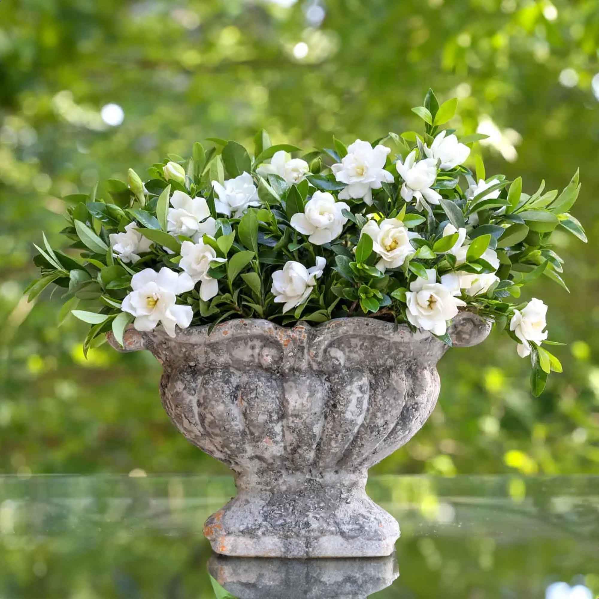 Perfect Plants Jubilation Gardenia planted in decorative container for patio fragrance and color