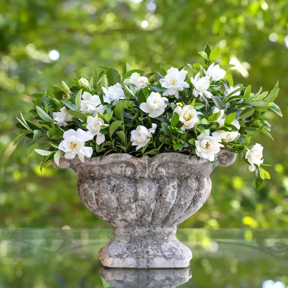 Perfect Plants Jubilation Gardenia planted in decorative container for patio fragrance and color