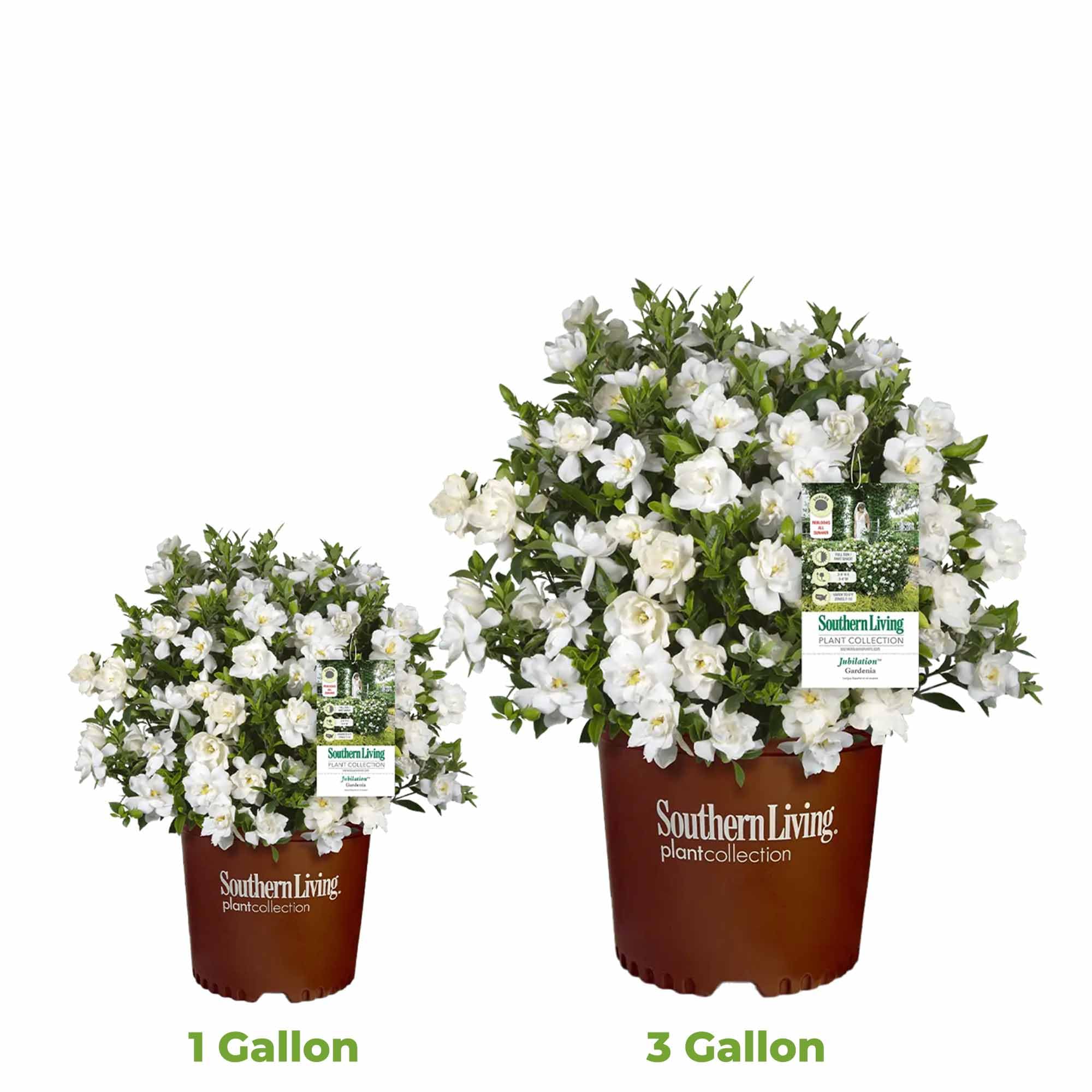 Perfect Plants Jubilation Gardenia in patio scene offering fragrance and seasonal white blooms