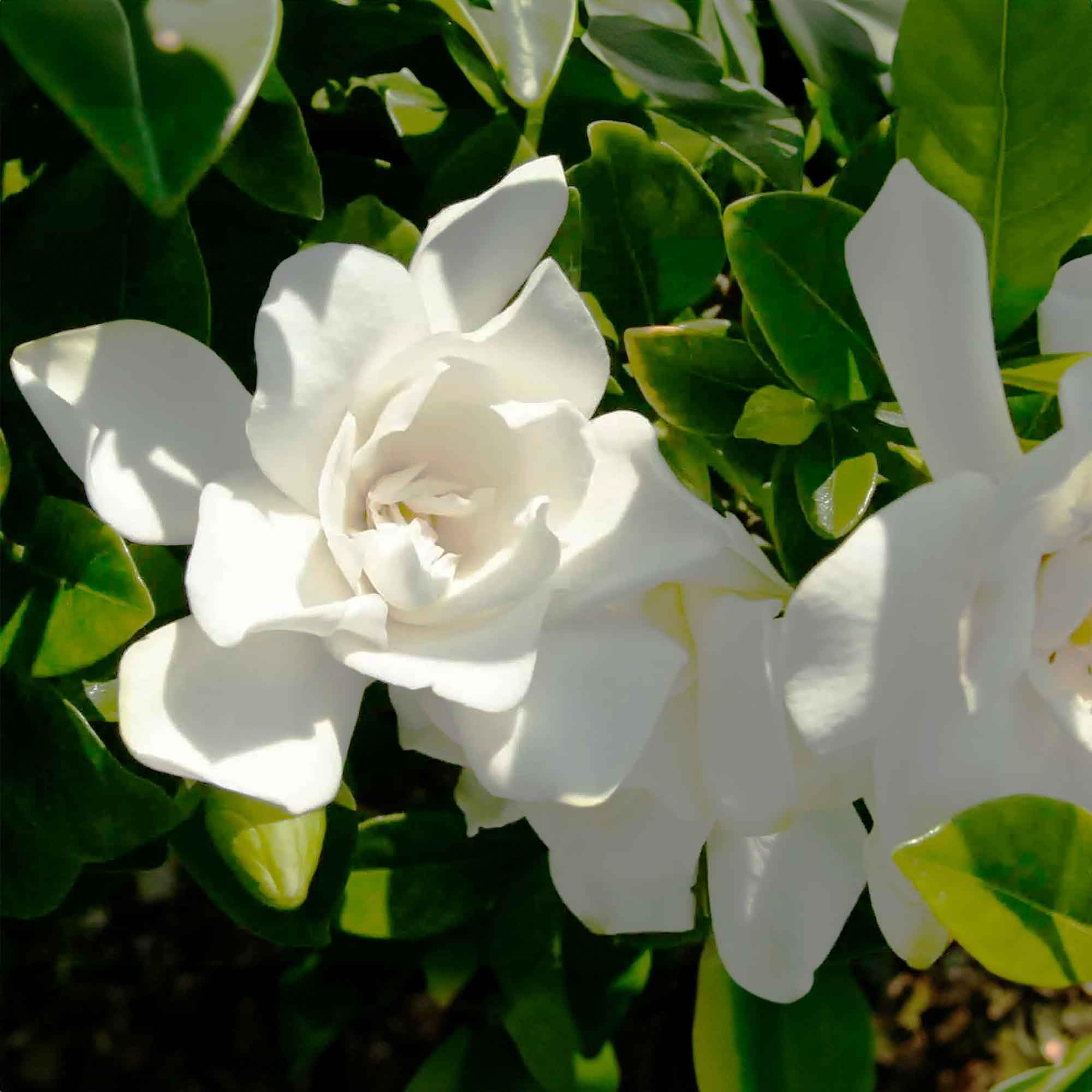 Perfect Plants Jubilation Gardenia beside ruler for size comparison and easy garden planning