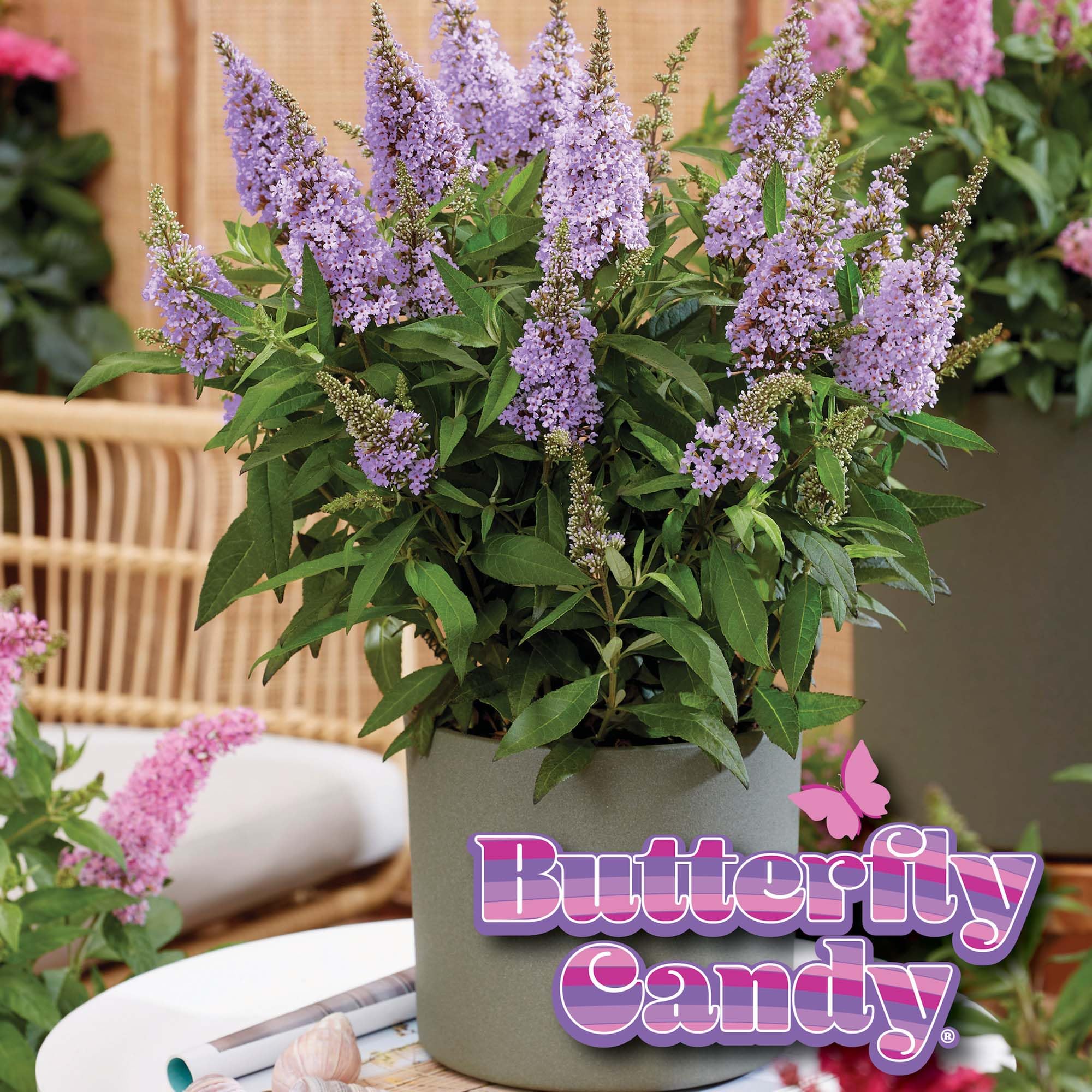 perfect plants nursery label and 1-gallon pot ready for planting
