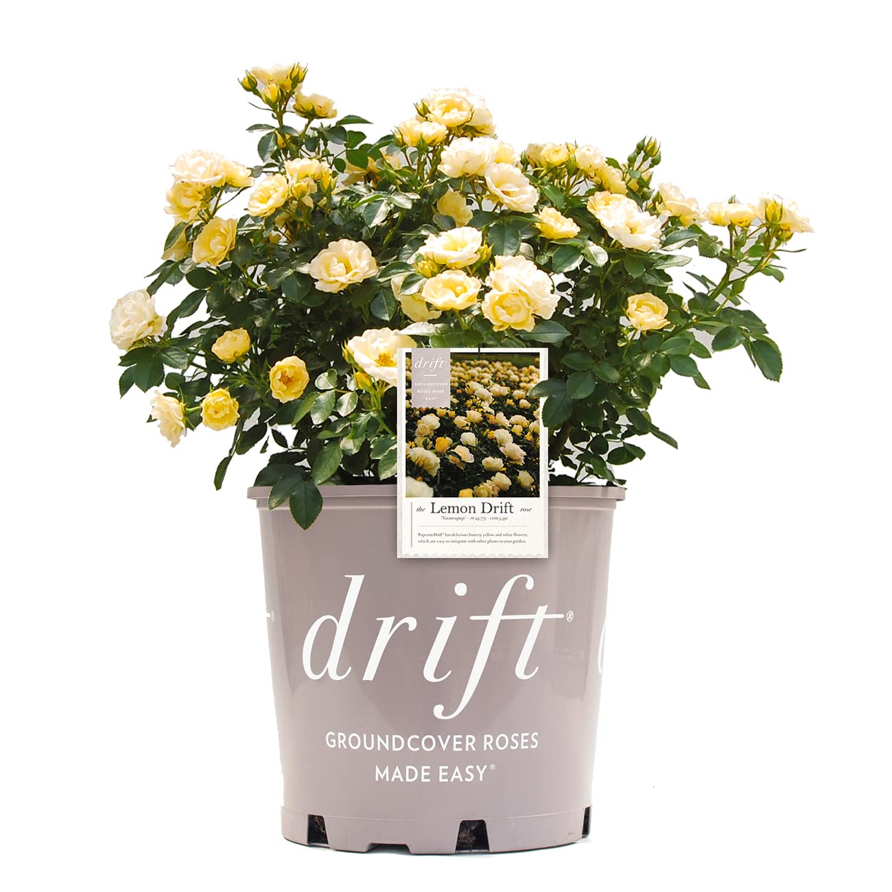 Perfect Plants Lemon Drift front view showing compact yellow blooms and tidy habit