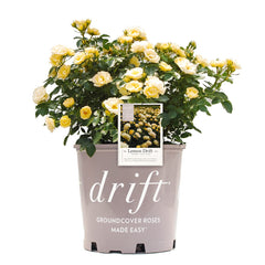 Perfect Plants Lemon Drift front view showing compact yellow blooms and tidy habit