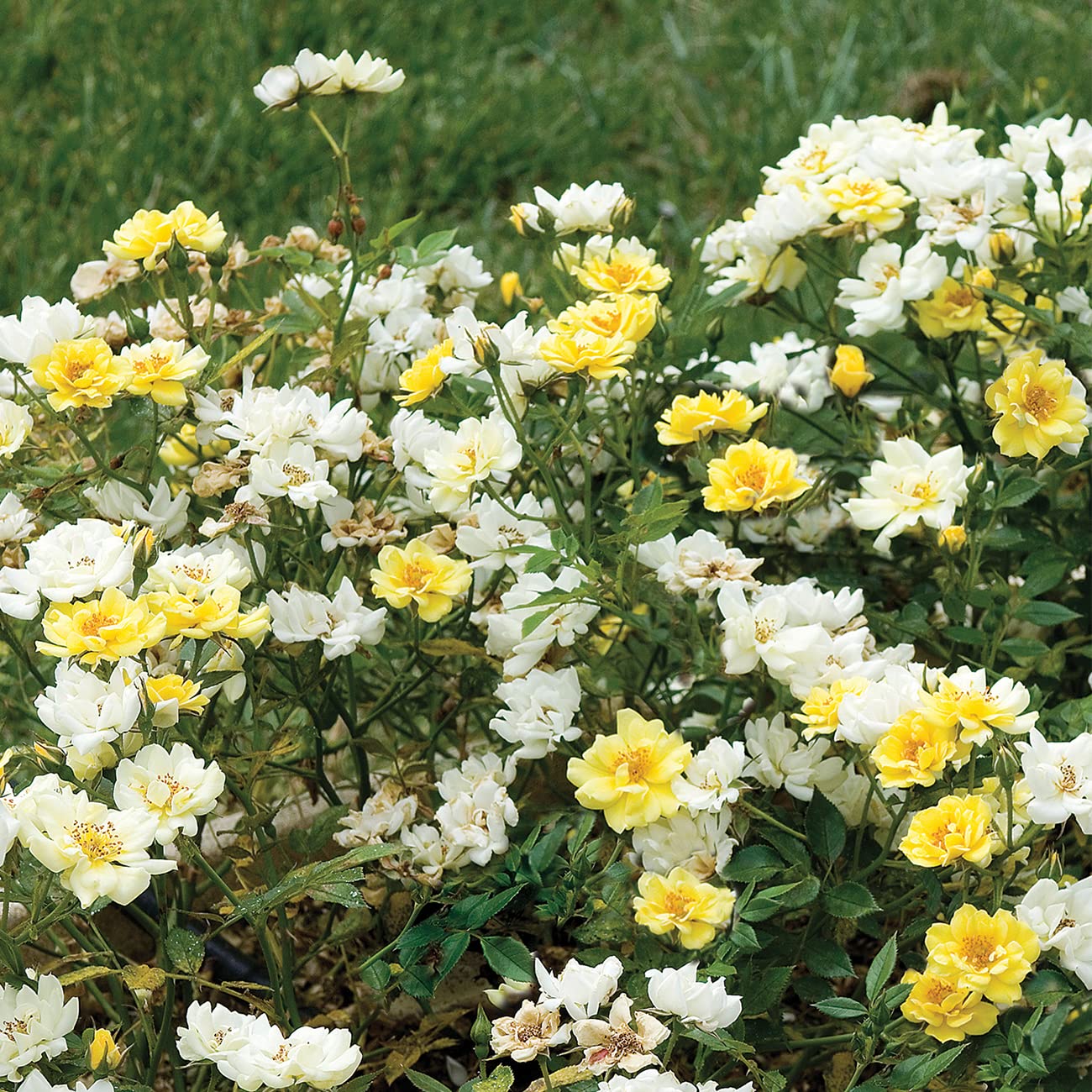 Perfect Plants Lemon Drift planted in a garden bed demonstrating landscape appeal