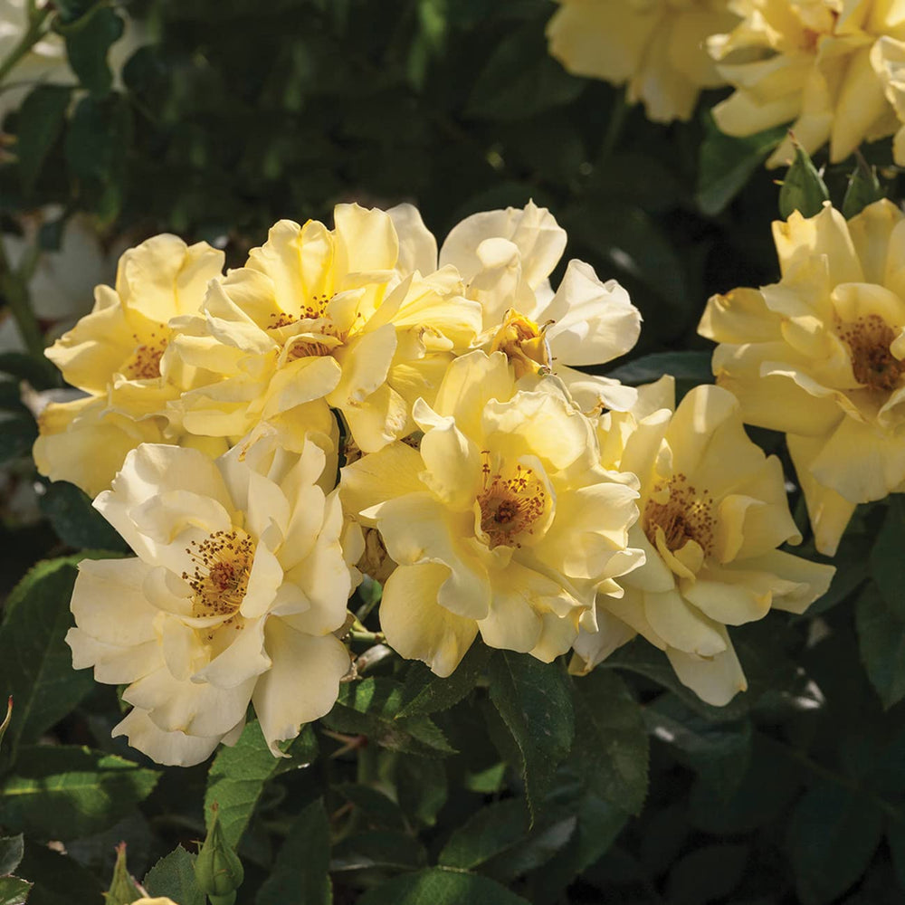 Perfect Plants Lemon Drift beside a ruler showing mature height and compact spread